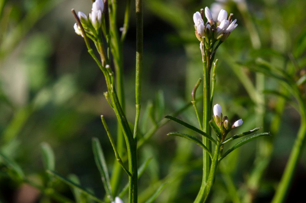 Taken Feb 9, 2014 by Tela Botanica − Laurent LEMETAIS (cc-by-sa)