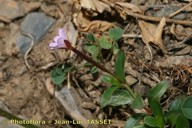 Taken Aug 15, 2009 by Photoflora - Jean-Luc TASSET (©)