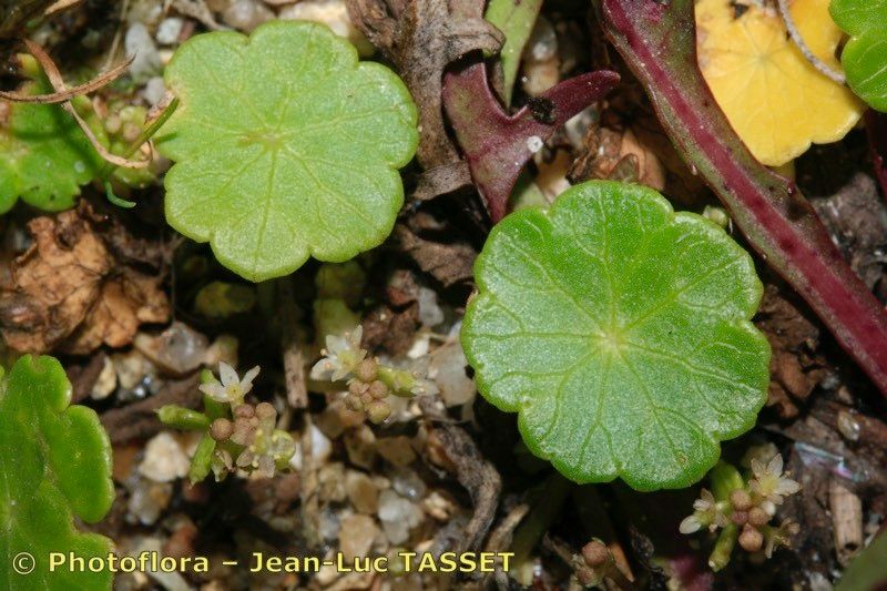 Taken Jul 15, 2009 by Photoflora - Jean-Luc TASSET (©)