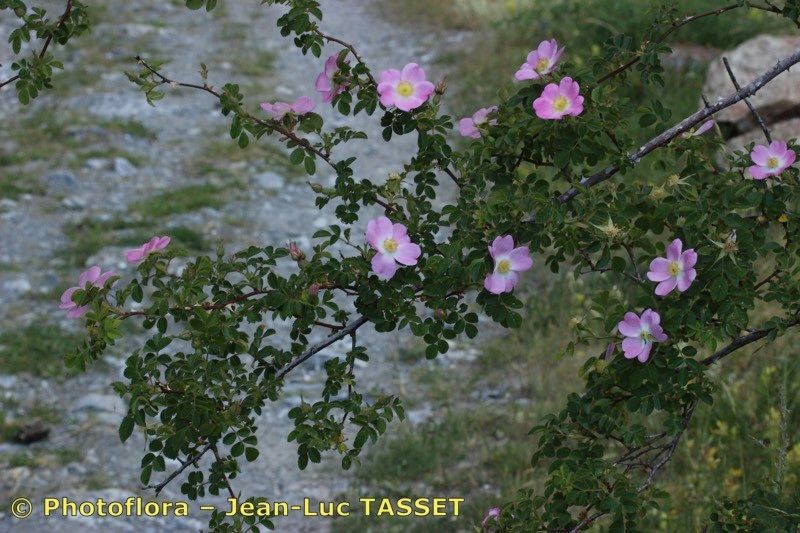 Taken Jul 15, 2018 by Photoflora - Jean-Luc TASSET (©)