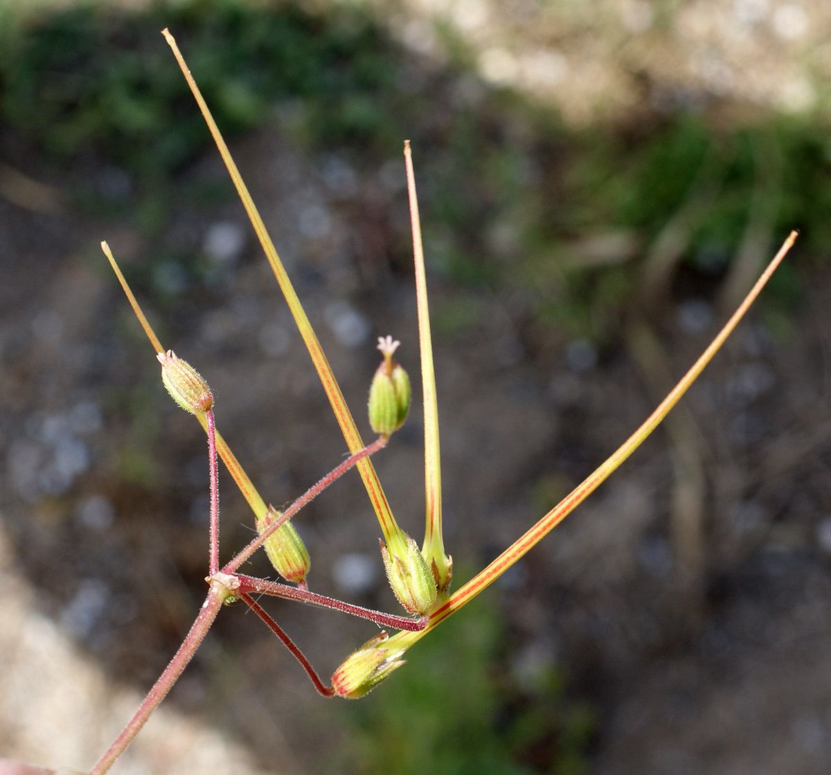 Taken May 29, 2014 by Tela Botanica − Liliane Roubaudi (cc-by-sa)