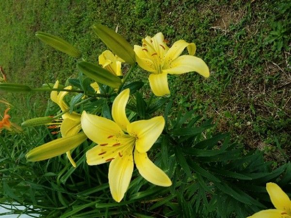 Lilium Parryi S Watson アメリカ合衆国 Pl Ntnet Identify