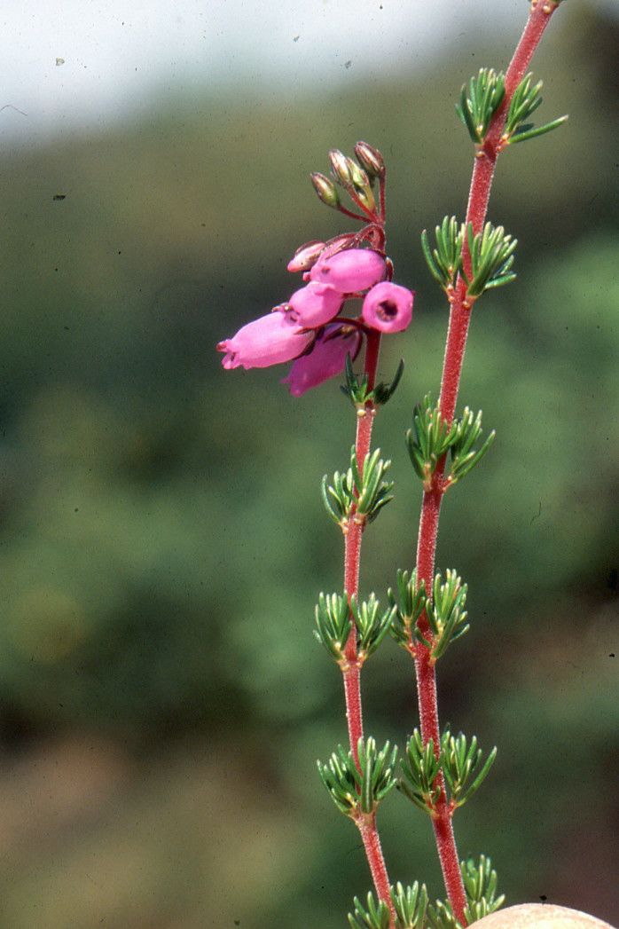 Taken May 22, 2004 by Tela Botanica − Liliane ROUBAUDI (cc-by-sa)