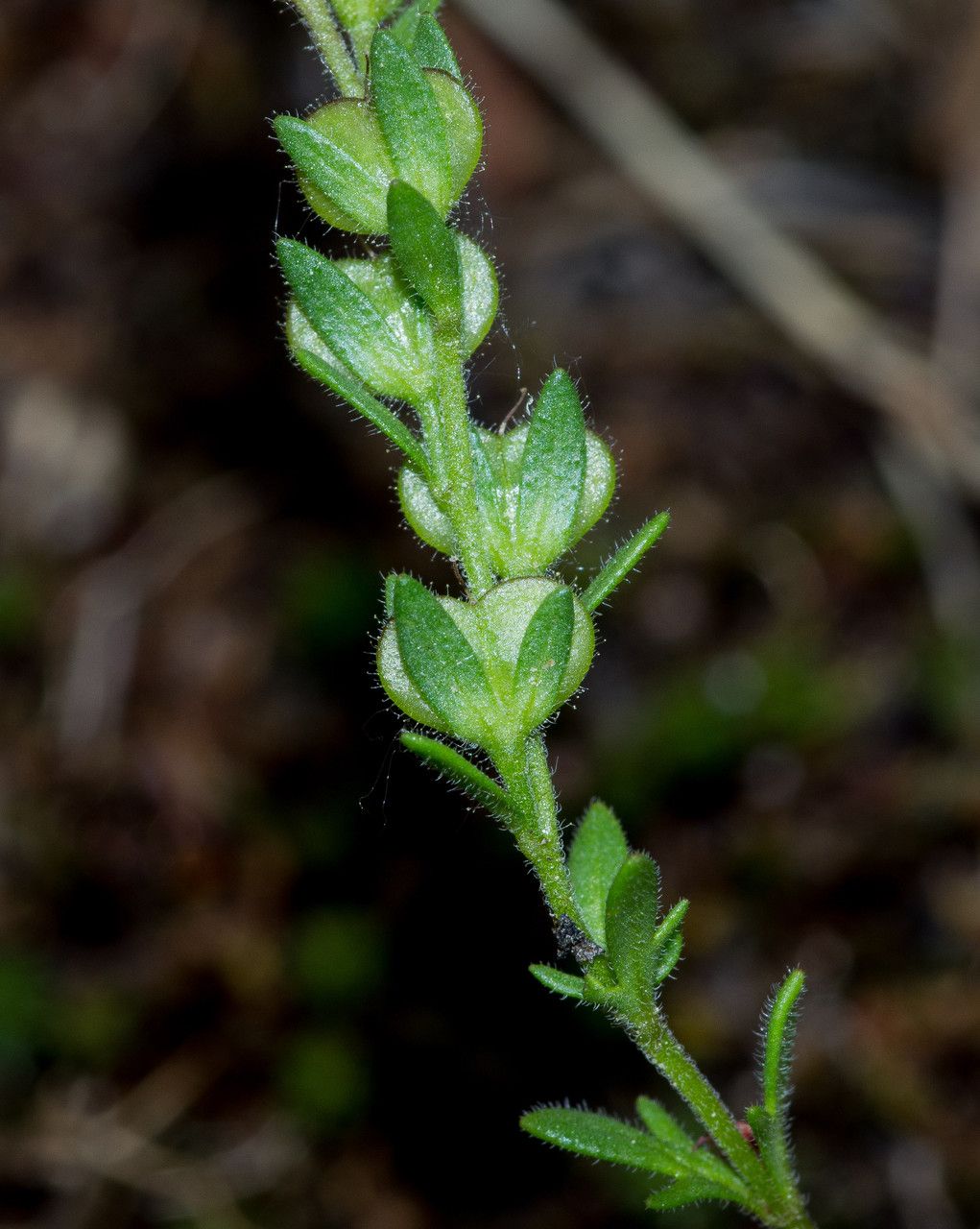 Taken Jun 6, 2013 by Tela Botanica − Jean-Jacques HOUDRÉ (cc-by-sa)