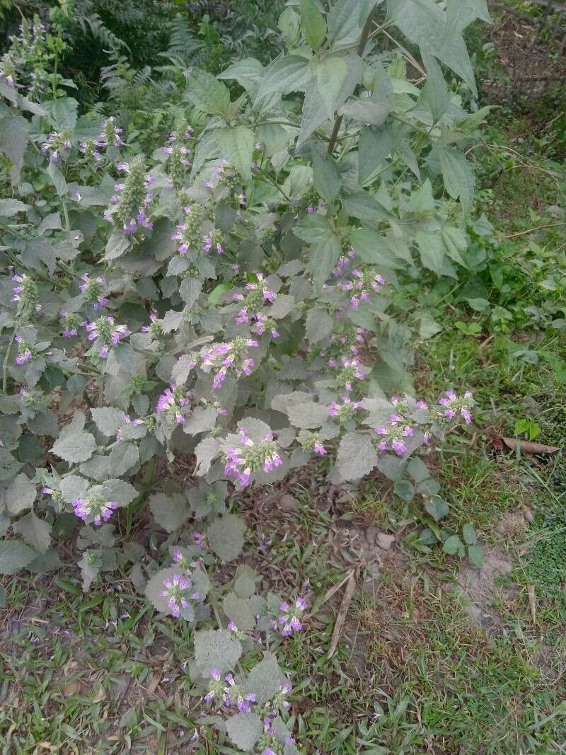 Anisomeles indica (L.) Kuntze, Catmint (World flora) - Pl@ntNet identify