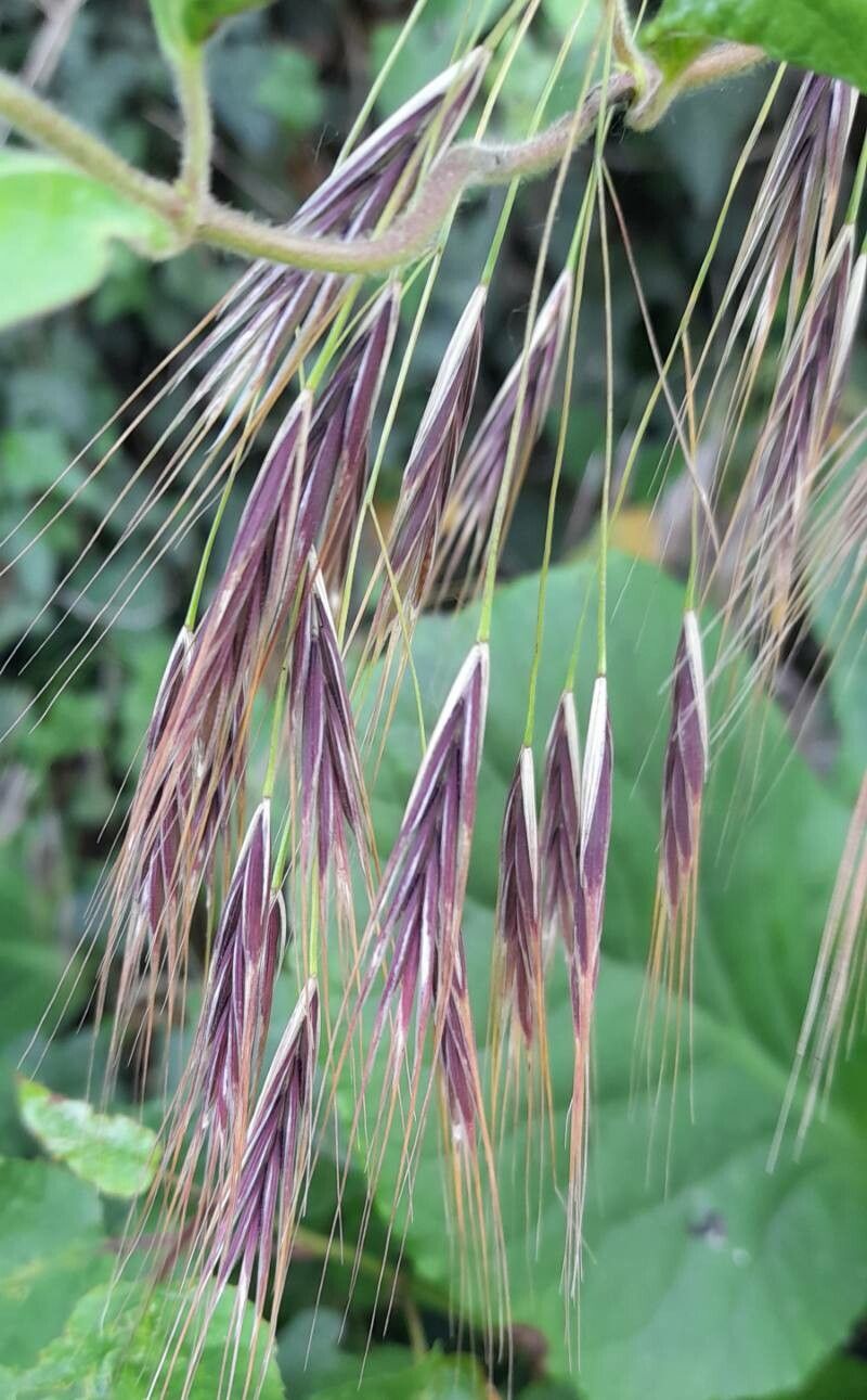 Bromus sterilis L., Костёр бесплодный (World flora) - Pl@ntNet identify