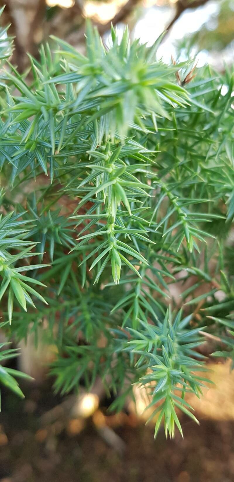 Juniperus formosana Hayata, Formosan juniper (World flora) - Pl@ntNet ...