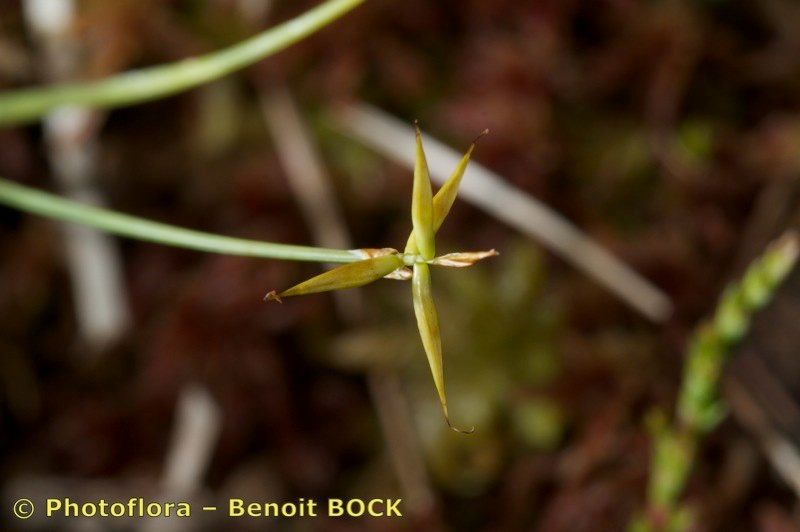 Taken Aug 15, 2010 by Photoflora - Benoit BOCK (©)