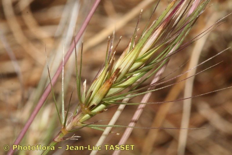 Taken Jul 15, 2006 by Photoflora - Jean-Luc TASSET (©)