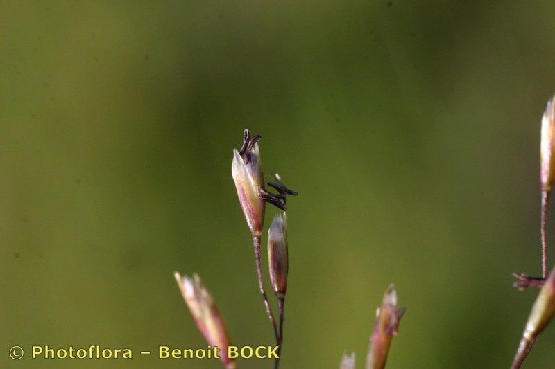 Taken Jul 15, 2005 by Photoflora - Benoit BOCK (©)