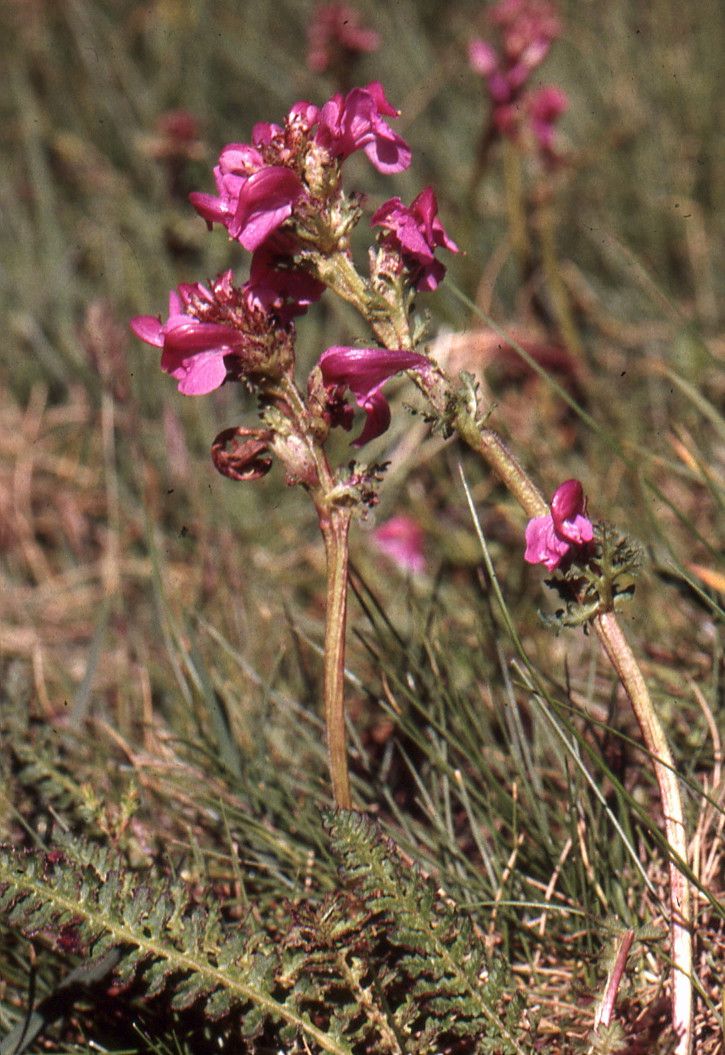 Taken Jan 9, 2003 by Tela Botanica − Liliane ROUBAUDI (cc-by-sa)