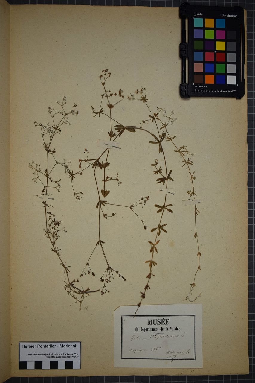 Taken Dec 31, 1851 by Tela Botanica − Herbier PONTARLIER-MARICHAL (cc-by-sa)