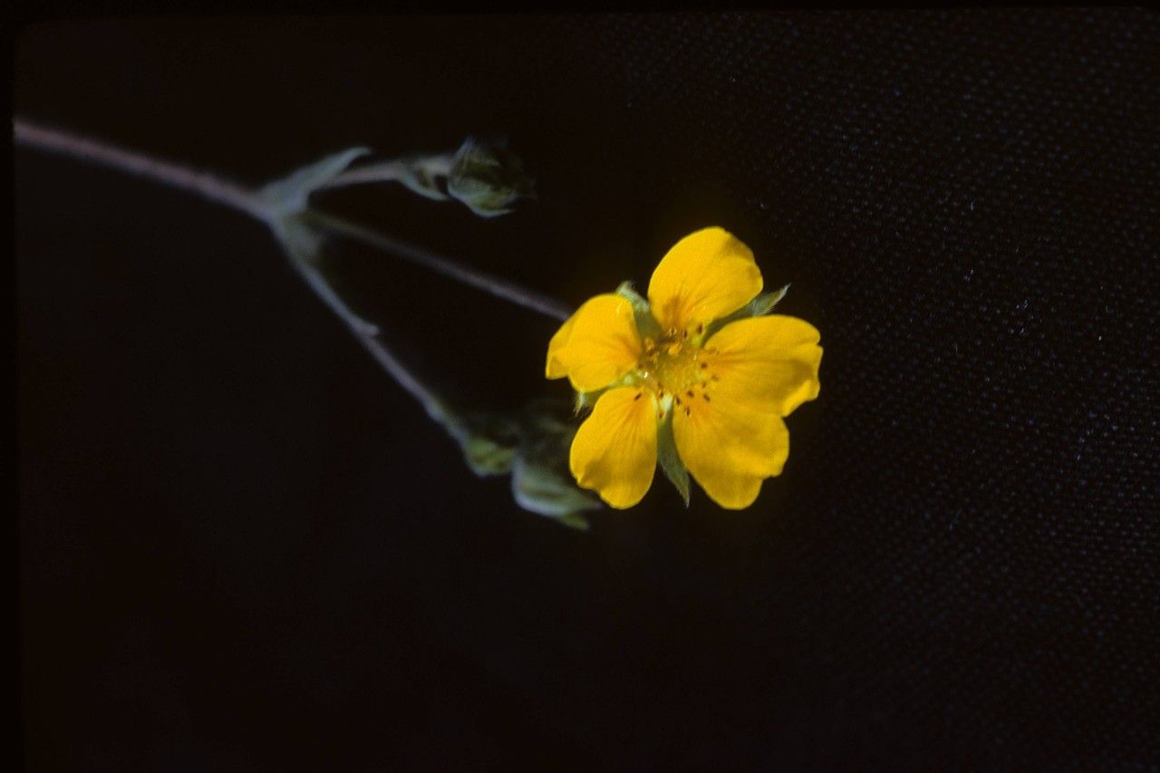 Taken Jan 1, 1900 by EOL − Smithsonian Institution, National Museum of Natural History, Department of Botany (cc-by-nc-sa)