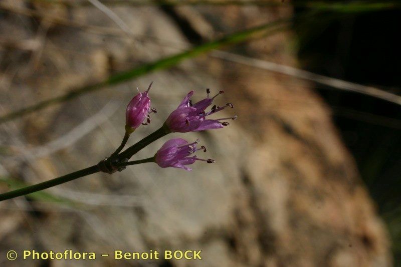 Taken Oct 15, 2005 by Photoflora - Benoit BOCK (©)