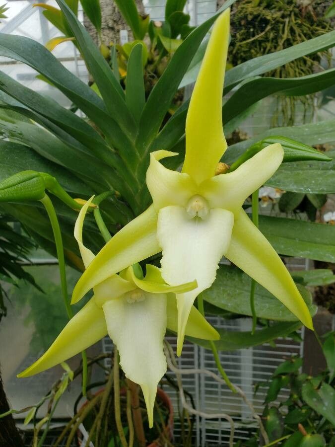 Angraecum sesquipedale Thouars, Orquídea de Darwin (Flora mundial) -  Pl@ntNet identify