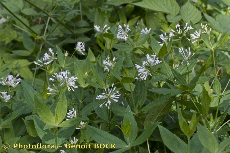 Taken Aug 15, 2012 by Photoflora - Benoit BOCK (©)