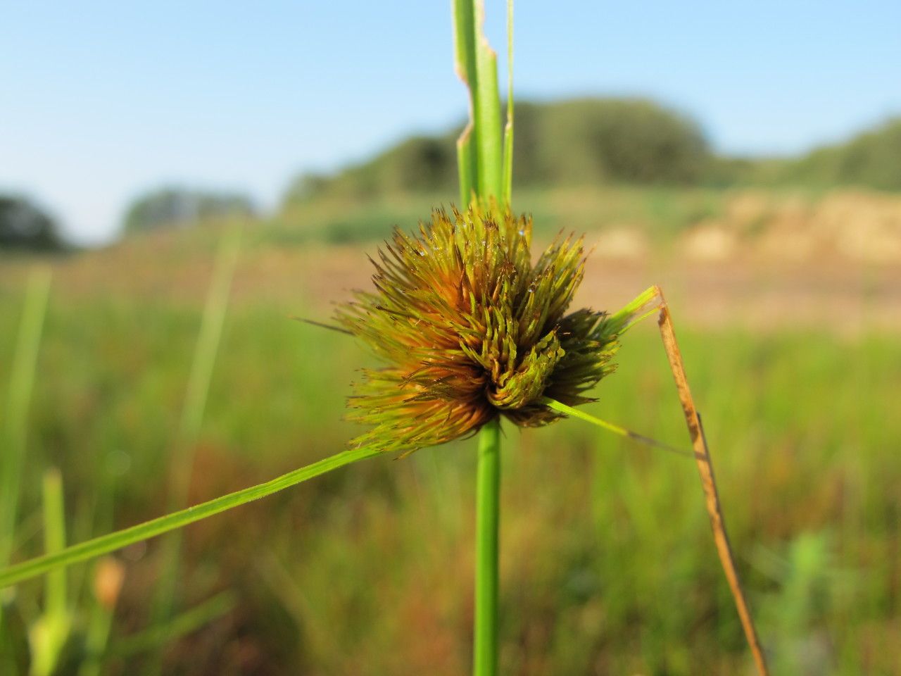 Taken Aug 20, 2011 by Tela Botanica − Hugues TINGUY (cc-by-sa)