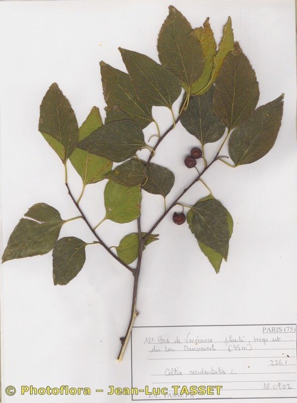 Plant Image 2