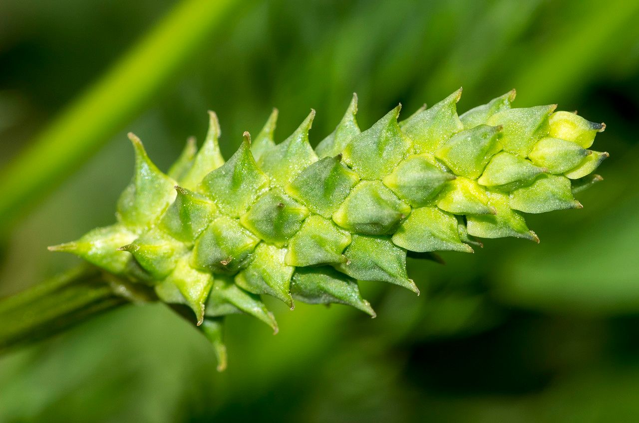 Taken Jun 9, 2014 by Tela Botanica − Jean-Jacques HOUDRÉ (cc-by-sa)