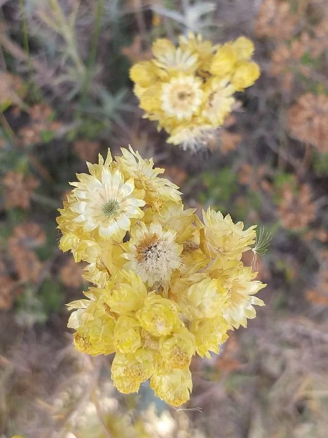 Helichrysum stoechas (L.) Moench, Siempreviva amarilla (Flora mundial) -  Pl@ntNet identify