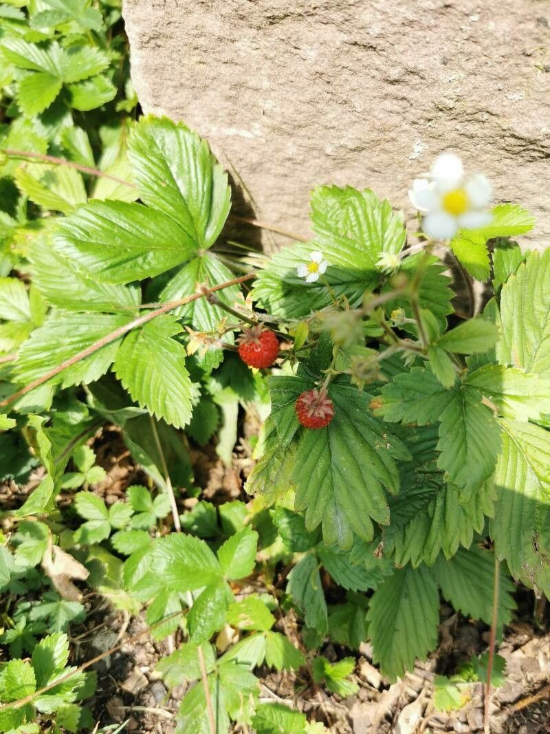 Observation: Fragaria vesca L. (Leonardo Miklećič Jun 27, 2022) Weeds ...