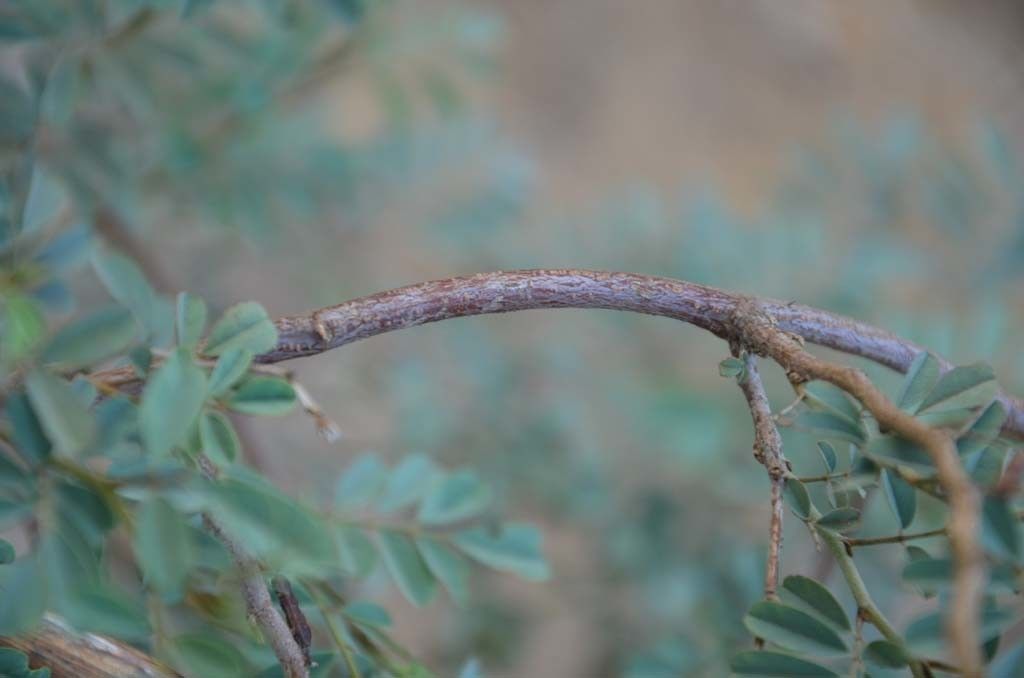 Taken May 7, 2014 by Tela Botanica − Sénégal ENGOUEMENT (cc-by-sa)