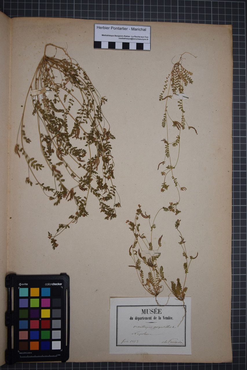 Taken May 31, 1853 by Tela Botanica − Herbier PONTARLIER-MARICHAL (cc-by-sa)