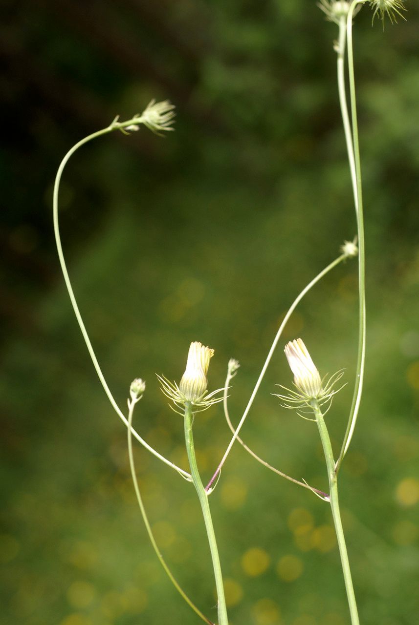 Taken Apr 29, 2010 by Tela Botanica − Liliane Roubaudi (cc-by-sa)