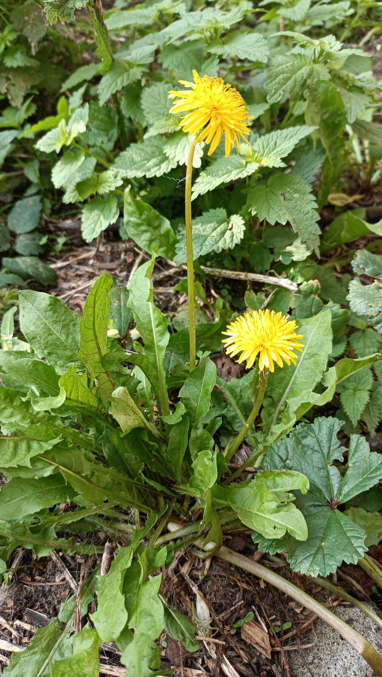 Observation: Taraxacum mongolicum Hand.-Mazz. (Ilaria Mosti Oct 13 ...