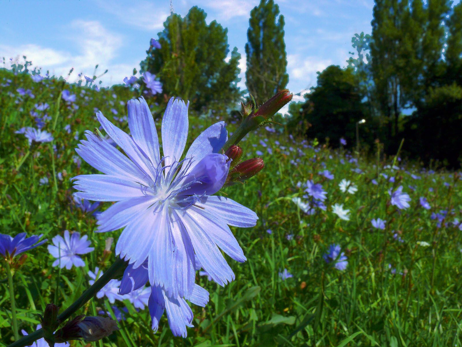 Taken Aug 20, 2008 by Andrzej Konstantynowicz (cc-by-sa)