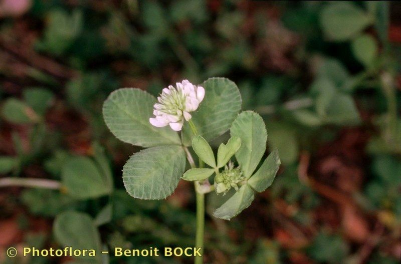 Taken May 15, 2001 by Photoflora - Benoit BOCK (©)