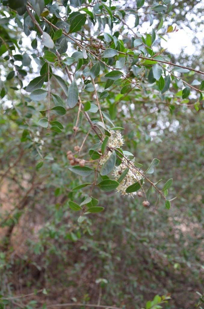 Taken May 6, 2014 by Tela Botanica − Sénégal ENGOUEMENT (cc-by-sa)