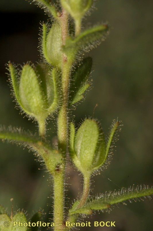 Taken May 15, 2008 by Photoflora - Benoit BOCK (©)