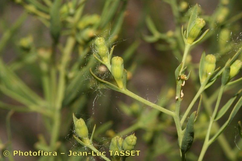 Taken Aug 15, 2006 by Photoflora - Jean-Luc TASSET (©)