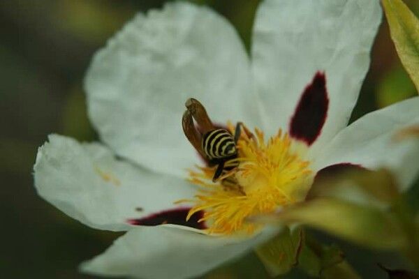 Common gum cistus