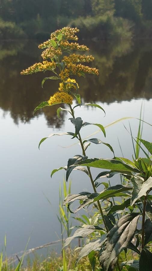 Early goldenrod