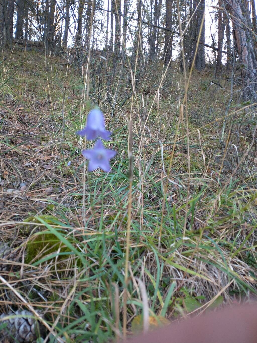 Observation: Campanula (jlawrence6809 Oct 1, 2022) World flora - Pl ...