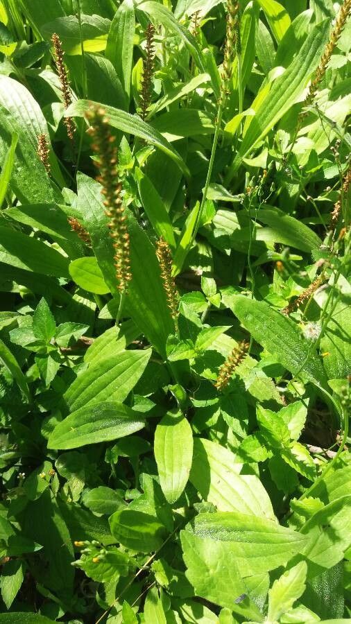 Plantago australis Lam., Mexican plantain (World flora) - Pl@ntNet identify