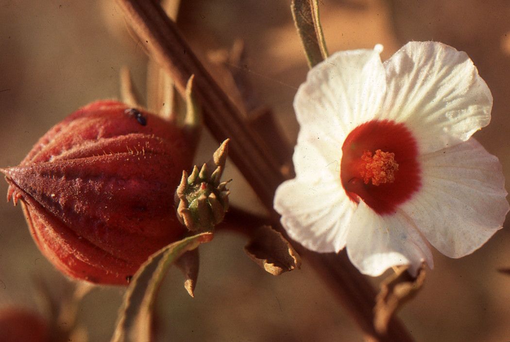 Taken Jan 19, 2006 by Tela Botanica − Liliane ROUBAUDI (cc-by-sa)