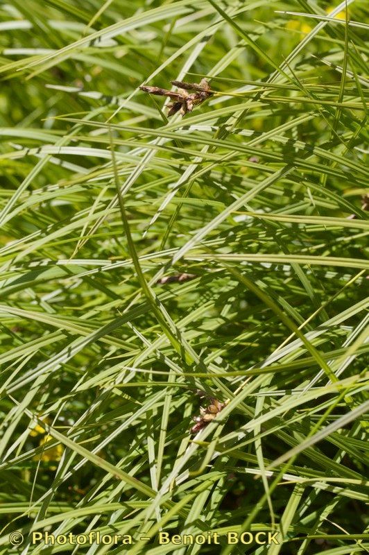 Taken Aug 15, 2010 by Photoflora - Benoit BOCK (©)