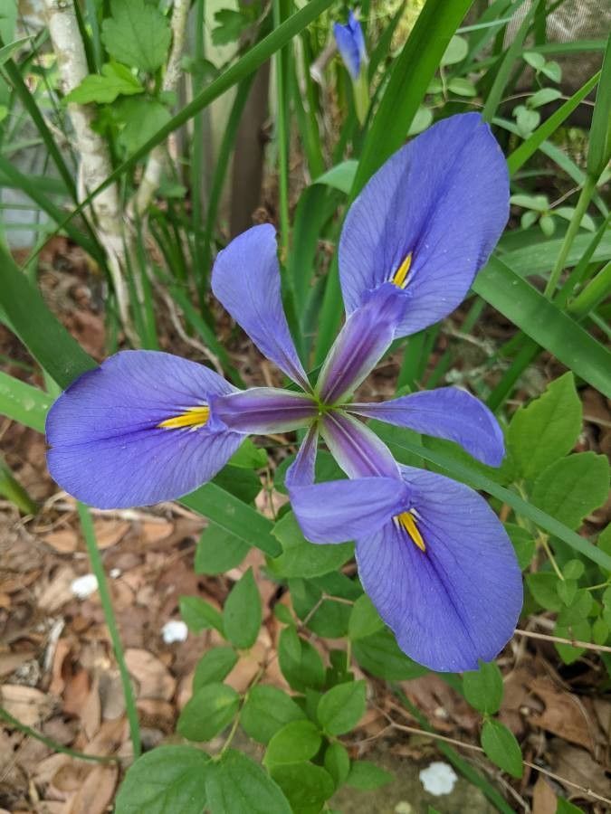 Iris giganticaerulea (Giant blue iris)