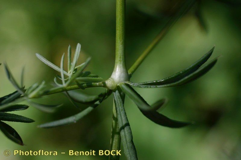 Taken Jul 15, 2005 by Photoflora - Benoit BOCK (©)