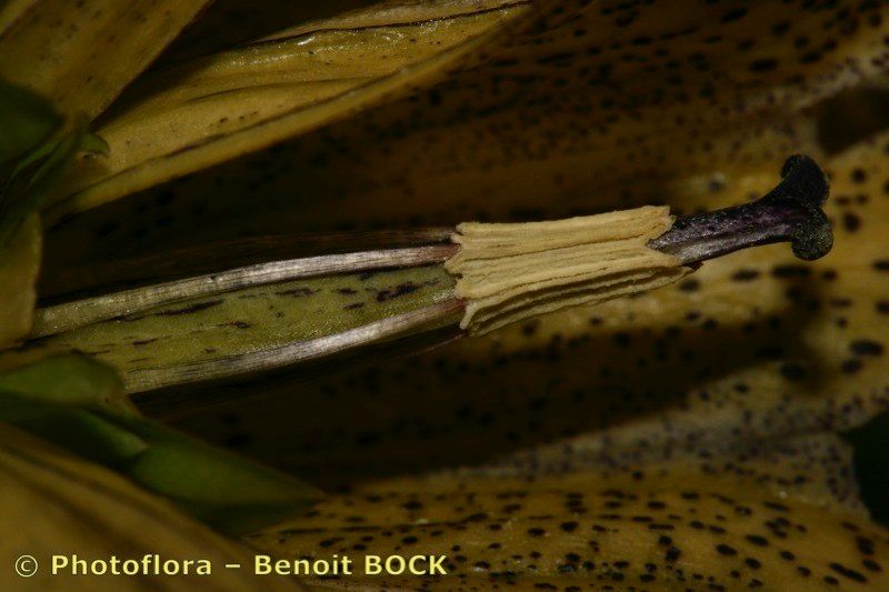 Taken Jul 15, 2007 by Photoflora - Benoit BOCK (©)