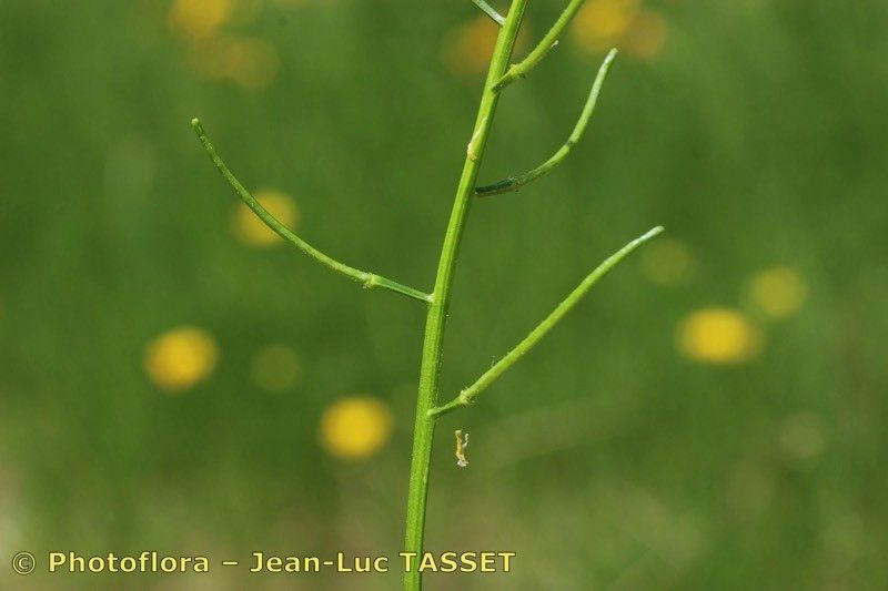 Taken Jul 15, 2018 by Photoflora - Jean-Luc TASSET (©)