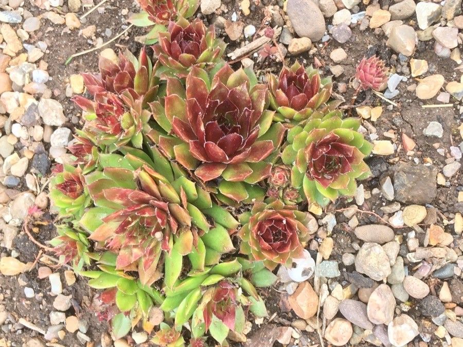 Observación: Sempervivum tectorum L. (Glyn Davies 17 de mar. de 2021) Europa  Occidental - Pl@ntNet identify