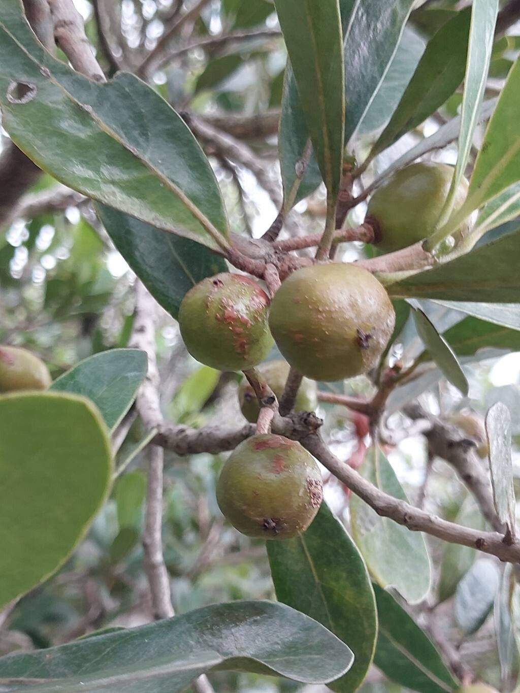 Imagem de Tapiá-guaçu