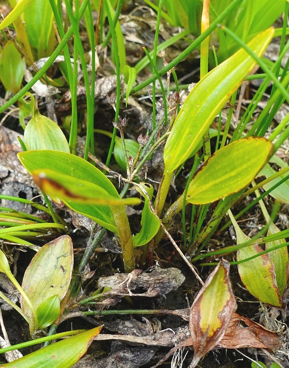 Bog pondweed