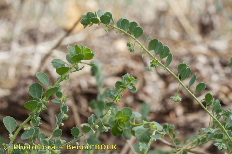 Taken Aug 15, 2014 by Photoflora - Benoit BOCK (©)