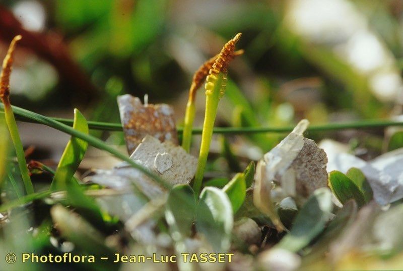 Taken Feb 15, 2000 by Photoflora - Jean-Luc TASSET (©)