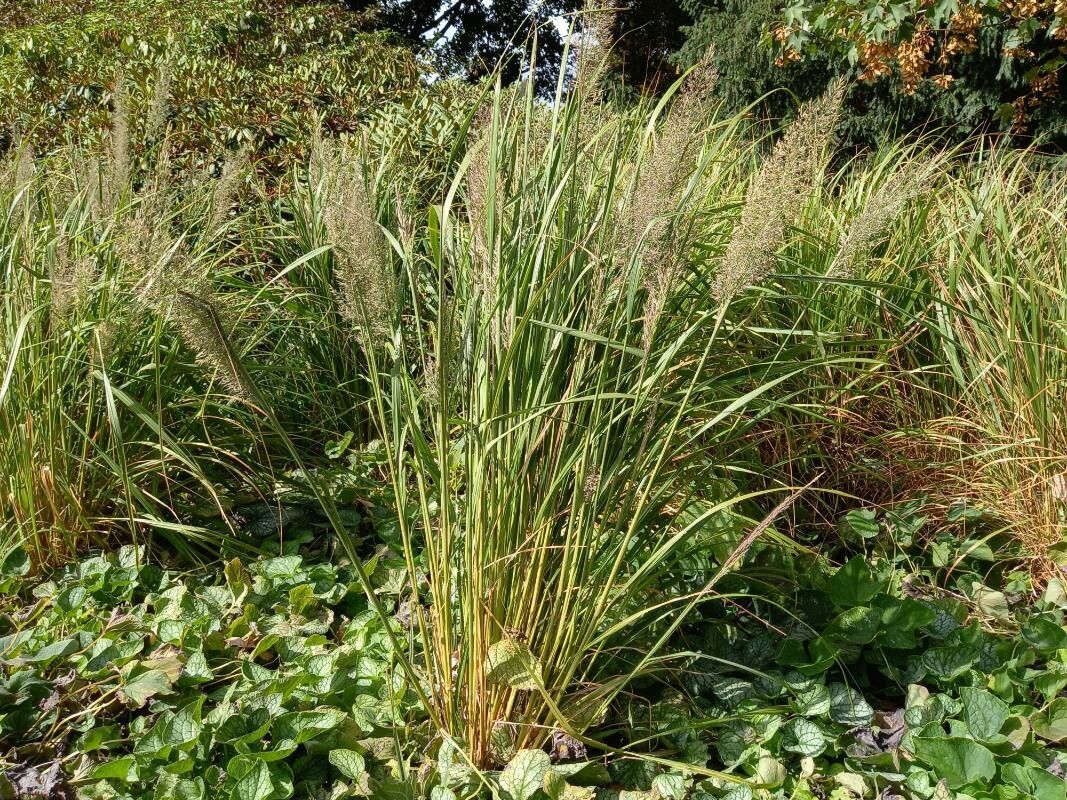 Korean feather reed grass